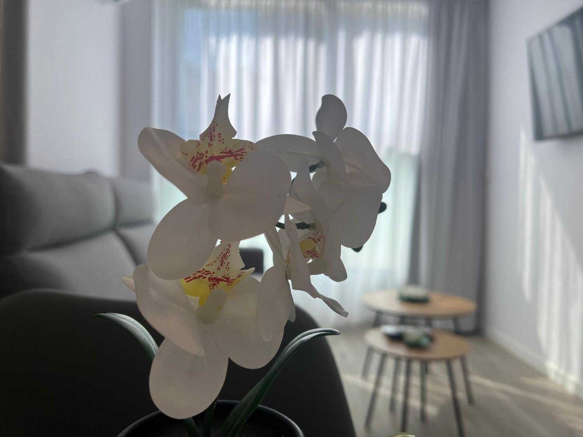 Apartamentos Aurea Pal 8 Y Gran Atenea Esperanto 5 ベニドルム エクステリア 写真